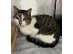 Adopt Bronco a White Domestic Shorthair / Mixed Breed (Medium) / Mixed (short