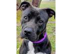 Adopt Nala Girl a Black Mixed Breed (Large) / Mixed dog in Blackwood
