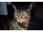 Adopt Artemis a Brown Tabby Tabby / Mixed (short coat) cat in Saint Peters
