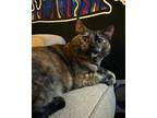 Adopt Mali a Tortoiseshell American Shorthair / Mixed (short coat) cat in