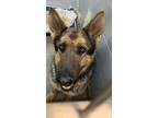 Adopt 55822920 a Black German Shepherd Dog / Mixed dog in Los Lunas