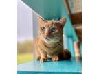 Adopt Butterscotch a Orange or Red Domestic Shorthair / Mixed Breed (Medium) /
