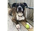 Adopt Brutus a Brindle Boxer / Mixed dog in Indianapolis, IN (41106425)