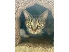 Adopt Mary a Brown Tabby Domestic Shorthair / Mixed Breed (Medium) / Mixed