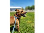 Adopt Duke a Red/Golden/Orange/Chestnut Boxer / Mixed dog in Greenville