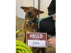 Adopt Joni a Brown/Chocolate Mountain Cur / Mixed dog in Harbor Springs