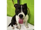 Adopt Squeakers a Black Mixed Breed (Medium) / Mixed dog in Green Cove Springs
