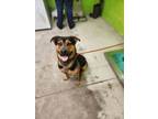 Adopt Scooter a Black Mixed Breed (Medium) / Mixed dog in Green Cove Springs