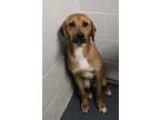 Adopt Shaina (HW-) a Brown/Chocolate Coonhound / Mixed dog in Owensboro