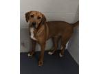 Adopt Sheryl (HW-) a Brown/Chocolate Coonhound / Mixed Breed (Medium) / Mixed