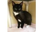 Adopt Reef a All Black Domestic Shorthair / Domestic Shorthair / Mixed cat in