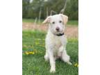 Adopt Oaklee a White Terrier (Unknown Type, Medium) / Mixed Breed (Medium) /