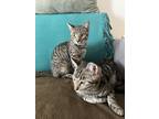 Adopt Salem and Binx a Tiger Striped Domestic Shorthair / Mixed (short coat) cat