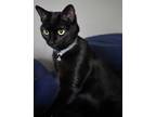 Adopt Pancake a All Black Domestic Shorthair / Mixed (short coat) cat in Haslet