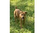 Adopt Dixie a Red/Golden/Orange/Chestnut Boxer / Rhodesian Ridgeback / Mixed dog