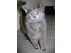 Adopt Patrick a Gray, Blue or Silver Tabby Domestic Longhair cat in Johnstown