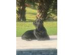 Adopt Bodie a Black Labrador Retriever / Mixed dog in Parkland, FL (41343691)
