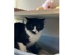 Adopt Monroe a All Black Domestic Shorthair / Domestic Shorthair / Mixed cat in