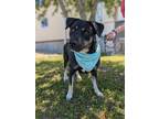 Adopt Missy a Black Husky / Mixed Breed (Medium) / Mixed (short coat) dog in