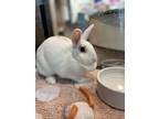 Adopt Miss Toad a White American / American / Mixed (short coat) rabbit in Palm