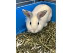 Adopt Boo a White American / American / Mixed (short coat) rabbit in Palm Coast