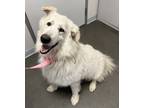 Adopt Nimbus a White Great Pyrenees / Mixed dog in Fresno, CA (41343635)