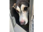 Adopt Anna Belle a Tan/Yellow/Fawn Husky / Mixed dog in Fort Worth