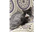Adopt Oscar a Gray or Blue Domestic Longhair / Domestic Shorthair / Mixed cat in