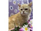 Adopt Percy a Orange or Red Persian / Domestic Shorthair / Mixed cat in Elkhorn