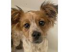 Adopt Tiana Spots SS D2024 in KY a Red/Golden/Orange/Chestnut - with White