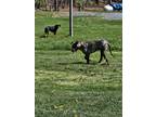 Adopt Zeke a Brindle Plott Hound / Mixed dog in West Augusta, VA (41343540)