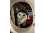 Adopt Graham a Gray or Blue Domestic Shorthair / Domestic Shorthair / Mixed cat