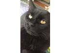 Adopt Samora a Black (Mostly) Domestic Mediumhair / Mixed (medium coat) cat in