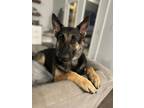 Adopt Layla a Brown/Chocolate - with Black German Shepherd Dog / Mixed dog in