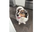 Adopt Henry a Tricolor (Tan/Brown & Black & White) Australian Cattle Dog /