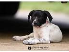 Adopt Xena - Westport, MA a Black - with White English Pointer / Mixed Breed