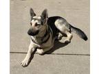 Adopt Wolfie a Black - with Tan, Yellow or Fawn German Shepherd Dog / Husky /