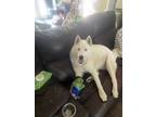 Adopt Montana a White Husky / Mixed dog in La Canada Flintridge, CA (41343566)
