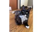 Adopt Ember a Black & White or Tuxedo Domestic Mediumhair / Mixed (medium coat)