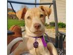 Adopt Caramel a Tan/Yellow/Fawn Pit Bull Terrier / Labrador Retriever / Mixed