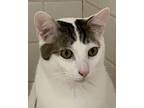 Adopt Riley a White (Mostly) Domestic Shorthair (short coat) cat in Scottsdale