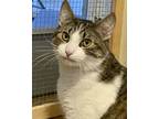 Adopt Marbles a Gray, Blue or Silver Tabby Domestic Shorthair (short coat) cat