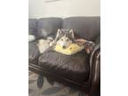 Adopt Bluey a White - with Gray or Silver Husky / Mixed dog in El Cajon