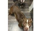 Adopt Stormy a Brown/Chocolate - with White American Pit Bull Terrier / Mixed