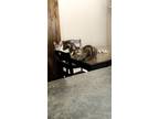Adopt Bean and Ella a Calico or Dilute Calico Calico / Mixed (medium coat) cat