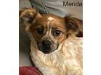 Adopt Merida Spots SS D2024 in KY a Red/Golden/Orange/Chestnut - with White