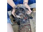 Adopt Bo a Black Terrier (Unknown Type, Small) / Mixed dog in Fresno