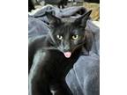 Adopt Cosmo a Black (Mostly) American Shorthair / Mixed (short coat) cat in