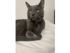 Adopt Blueberry a Gray or Blue Russian Blue / Mixed (short coat) cat in Pacoima