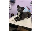 Adopt Puffin a Black American Pit Bull Terrier / Mixed dog in Yadkinville